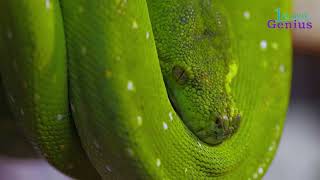 Reptiles - Python