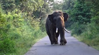 ඇතාගෙන් පන බේරැණු හැටි 🍂😲🐘🌿🍀 #savewildlife #slwildlife #wildsrilanka #animals #attack