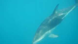 Swimming with wild Dusky Dolphins