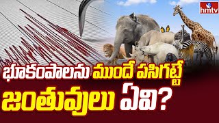 Animals predict earthquakes? | భూకంపాలను ముందే పసిగట్టే జంతువులు ఏవి? | hmtv