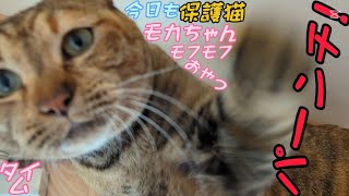 私にだけなつかない保護猫モカちゃんシャー！ウーパーンチ！のモフモフ猫じゃらしおやつタイム😸2025/01/18【保護猫なつくまで】