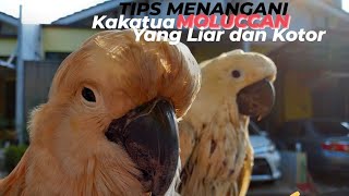 MENJINAKKAN KAKATUA MOLUCCAN LIAR DAN MEMBERSIHKAN BULU PUTIHNYA YANG KOTOR