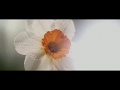Mamonde - Inspired by Flowers