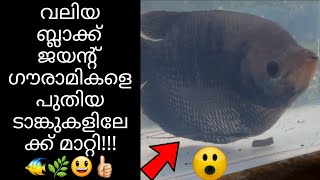 ബ്ലാക്ക് ജയന്റ് ഗൗരാമികളെ പുതിയ ഫിഷ് ടാങ്കുകളിലേക്ക് മാറ്റി!!! | Black Giant Gourami Care Malayalam