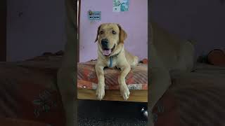 பத்தாயிரம் ரூபாய்...#doglovers #labradorshorts ...