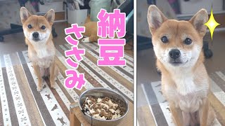 大好物は顔にでる柴犬　「待て」は いい顔で待つ　納豆＆ささみ　ASMR　小夏