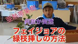 【フェイジョア　育て方】亜熱帯果樹フェイジョアの緑枝挿し