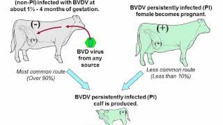 Dr. Bob Larson - Bovine Viral Diarrhea (BVD) Control Management Strategies for Producers