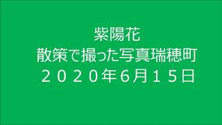 ６月１５日マイ ムービー mp4紫陽花散策で撮った写真瑞穂町