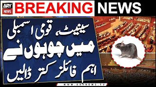 Rats cut important files in Senate, National Assembly - Watch