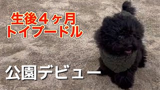 【子犬 トイプードル】生後４ヶ月のトイプードルモコはじめての公園へ〜さて、反応は？〜 ＃黒プー