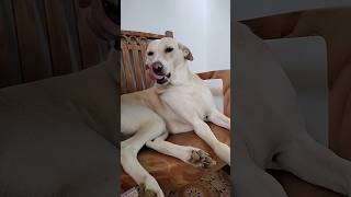 என்ன மொறைக்கிற #dog #funny #dog #ytshorts #goldenretiever #doglover #puppy #shortvideo #shorts