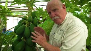 Murray shows you some of his various papaya or pawpaw plants growing in his Aquaponics greenhouse