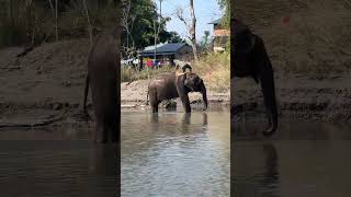 Only mahout can ride the elephant at #tigertops