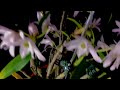 01 23 2022 日本长生兰 （小石斛兰）的种植要领 dendrobium moniliforme care