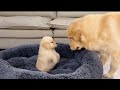 Golden Retriever Puppy Steals Dad's Bed| Funny Dog Reaction