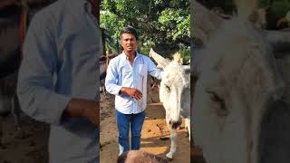 Donkey Farming | గాడిదల పెంపకం #shorts #agriculture