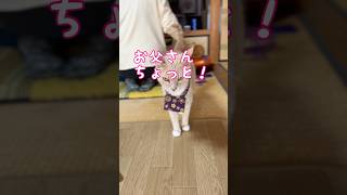 【猫和尚】内緒のお願い #猫 #猫動画 #cat #cute