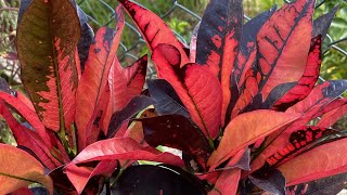 Crotons￼ com suas folhagens maravilhosas + alguns que plantei no chão, 🫣👀