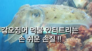 갑오징어 먹물 아직도 터트리시나요? / Korean sea food / Korean street food / Korean Sashimi / 韓国海食べ物