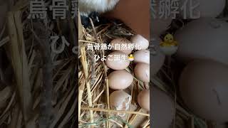 烏骨鶏が自然孵化1日目②🐣ヒヨコ1羽目誕生✨残り7個はどうなる⁉️ #shorts #self-sufficient #鶏飼育【ゆっくり開拓・自給自足・養鶏】