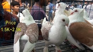 Shatin pigeon / Cute pigeon pair / Fancy  Kabootar video