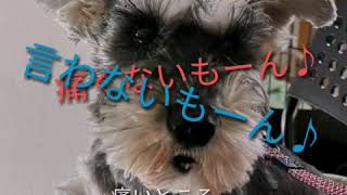 「犬がコリを自分で解説する」ことはじめ講座　ミニチュアシュナウザー　ベルンちゃん