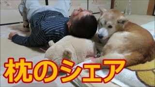 犬と同じ枕で寝る飼い主と柴犬ちゃめ