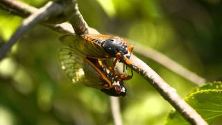 Cicadas Mating and Calling