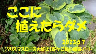 2023.5.7 ここに植えたらダメ