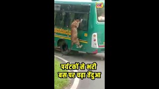 Leopard Attacks: Bangalore चिड़ियाघर में टूरिस्टों से भरी सफारी बस पर चढ़ा तेंदुआ, देखिए Video