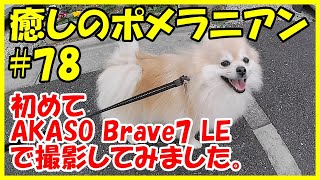 【癒しのポメラニアン】#78（スローなぽんちゃんショート動画編）アクションカム AKASO Brave7 LEでスロー撮影 2020/11/12