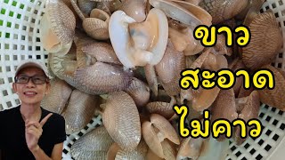 วิธีล้างหอยลายให้สะอาด How to clean clams