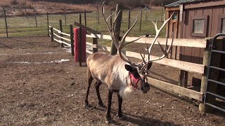 Reindeer in Training in Columbia County