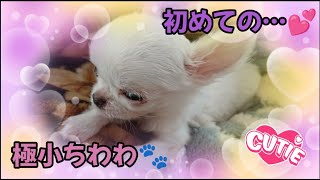 極小ちわわ🐾初めてケージの外で…😆