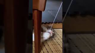 ネズミと戯れる猫さま｜cat playing with mouse #shorts