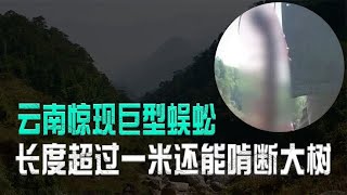 云南惊现巨型蜈蚣，长度超过一米还能啃断大树，专家设计将其捕获