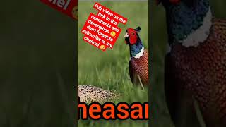 pheasant and fox animals Sounds 🐮