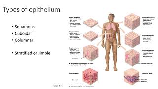 Bio121 Lecture 7.1  Tissues