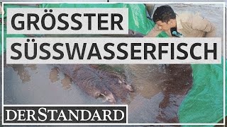 Größter Süßwasserfisch der Welt gefangen