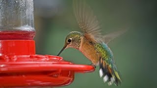 What You Should Know About The Fall Migration of Hummingbirds | Southern Living
