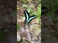 common bluebottle is nectaring on longan flower. butterfly commonbluebottle lepidoptera longan