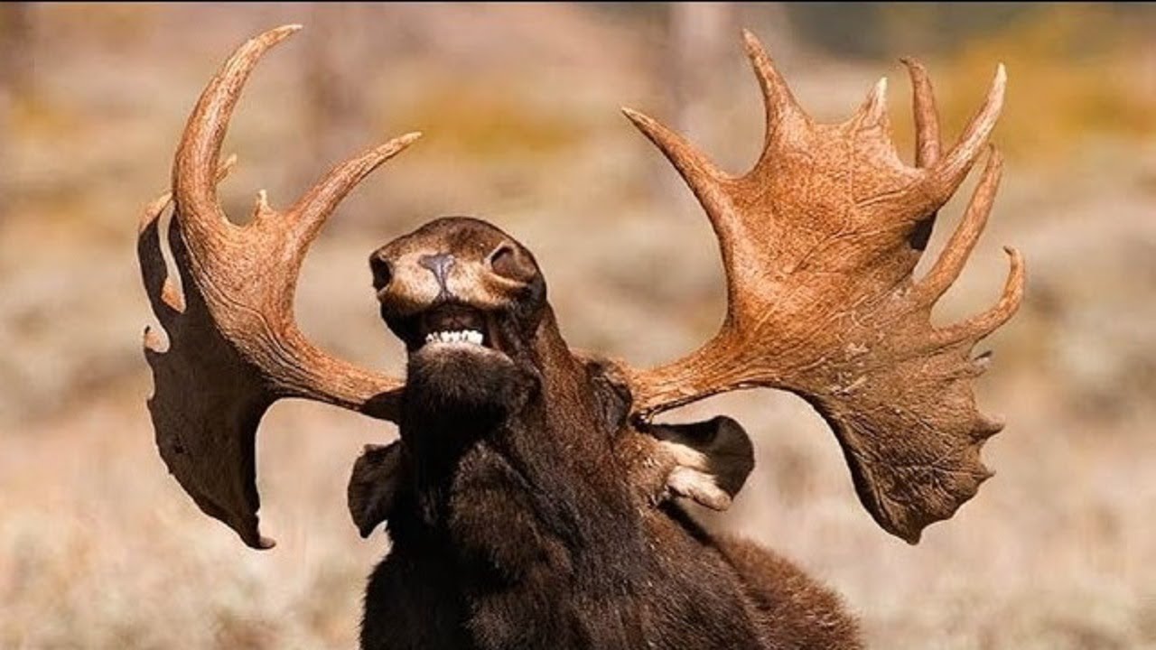 Moose Sounds Noises Youtube