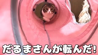 白熱！だるまさんが転んだをする猫とママ【スコティッシュフォールド】【Scottish Fold】