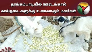 நாகை: தரங்கம்பாடியில் ஊரடங்கால் கால்நடைகளுக்கு உணவாகும் மலர்கள் - விவசாயிகள் கவலை