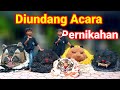 Can macanan singo Raung cilik di undang acara pernikahan Dikoncer