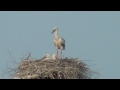 鳴門市、コウノトリのヒナが巣立ちの練習