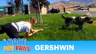 Hope For Paws rescuer dragged by 110 pound dog as she tried to save him! EPIC VIDEO!