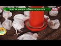 greenhouse ছাড়া খোলা মাঠে উন্নত গুণমানের রঙিন capsicum চাষ করার কৌশল annadata