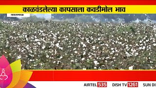 Yavatmal Cotton News: काळवंडलेल्या कापसाला कवडीमोल भाव!